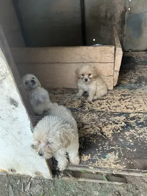 1-3 months Female Purebred Poodle