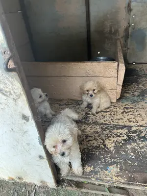 1-3 months Female Purebred Poodle