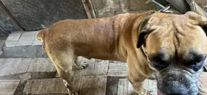 1+ year Male Purebred Boerboel