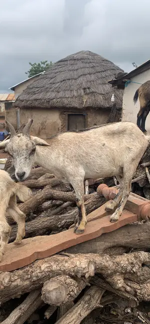 The Goat Seller