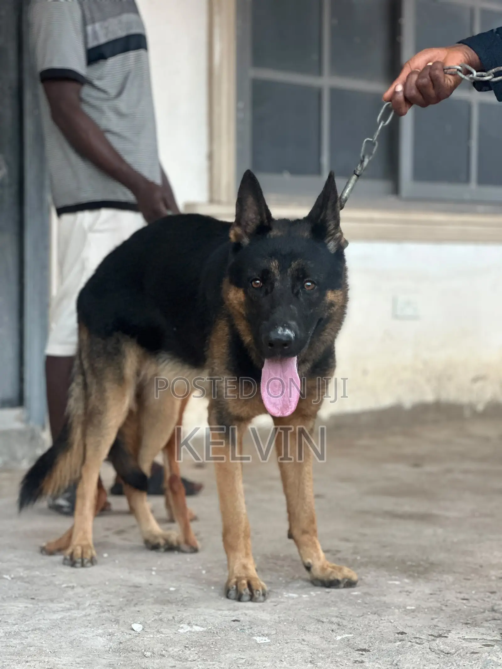 1+ year Male Purebred German Shepherd