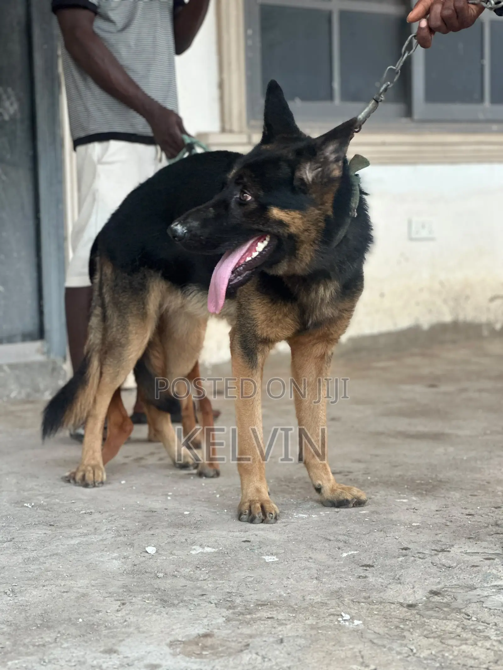 1+ year Male Purebred German Shepherd