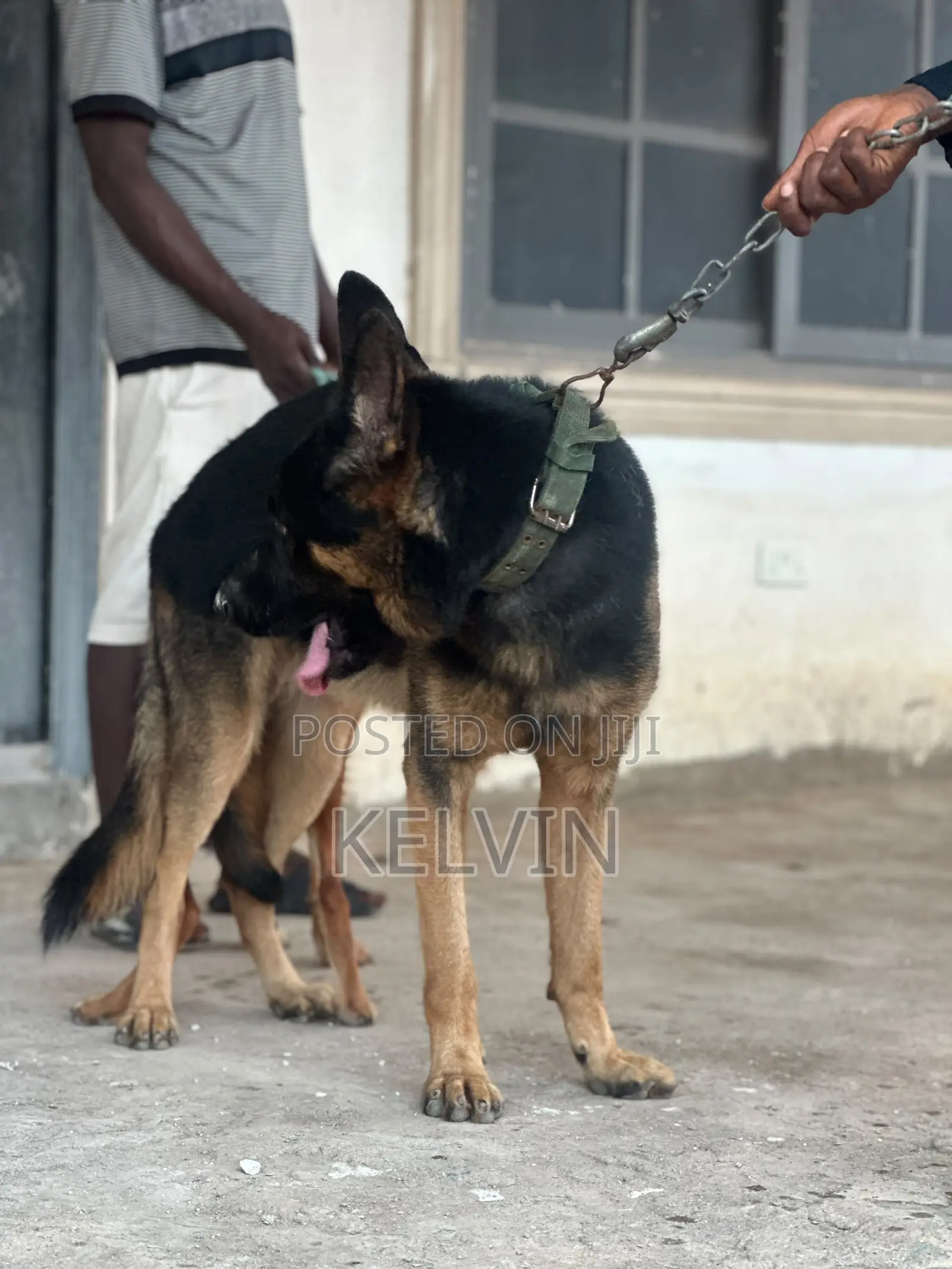 1+ year Male Purebred German Shepherd