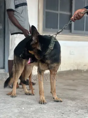 1+ year Male Purebred German Shepherd