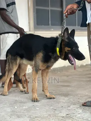 1+ year Male Purebred German Shepherd