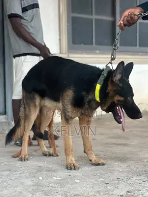 1+ year Male Purebred German Shepherd
