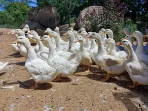 Pekins Duck