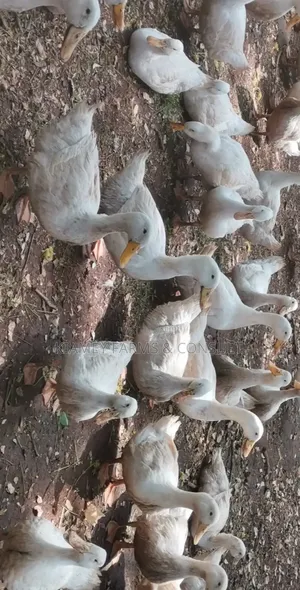 Pekins Duck
