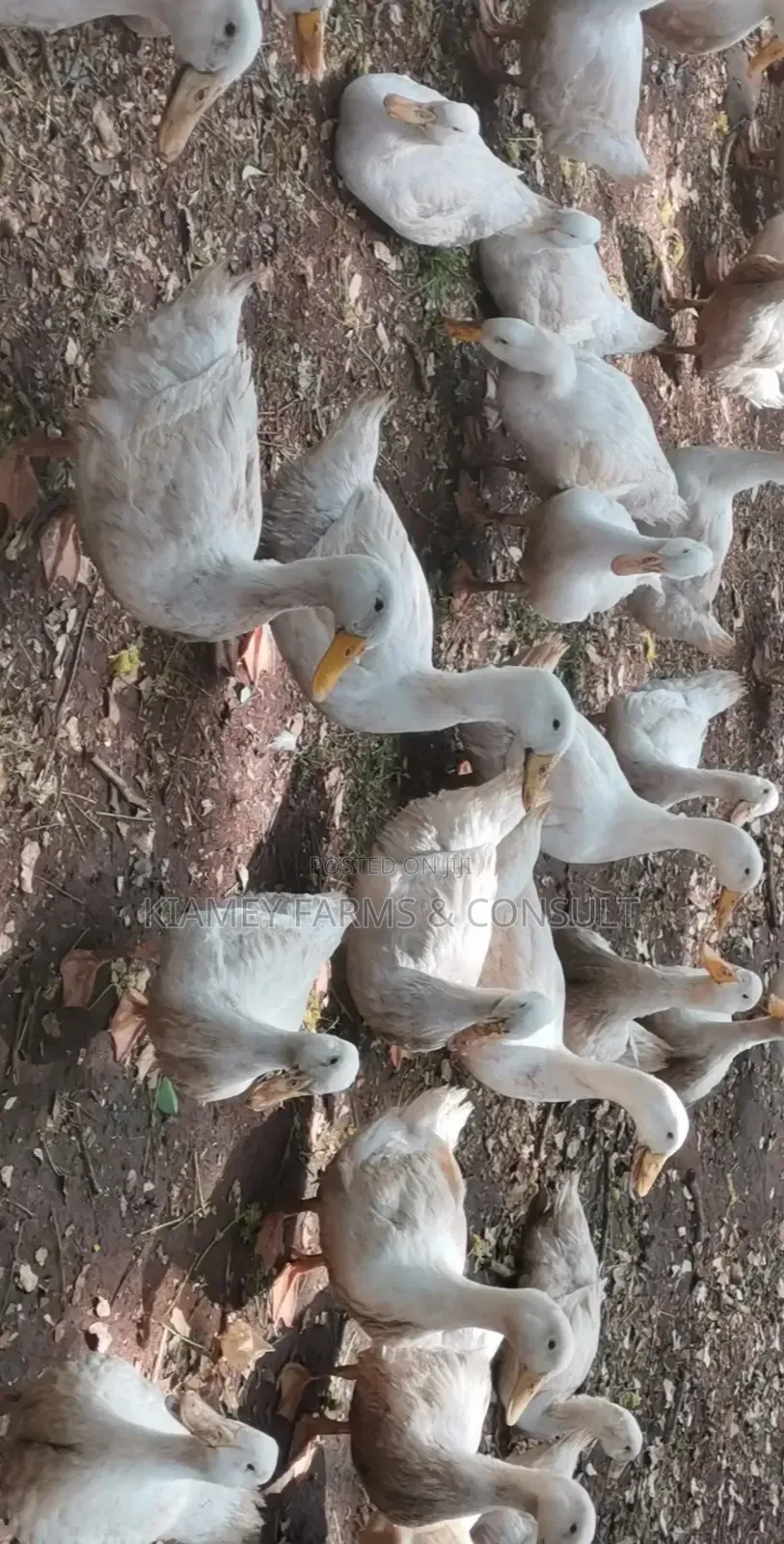 Pekins Duck