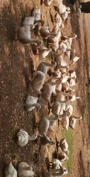 Pekins Duck
