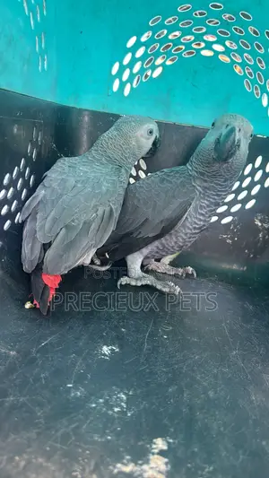 1 Pair of Adult Congo African Bird