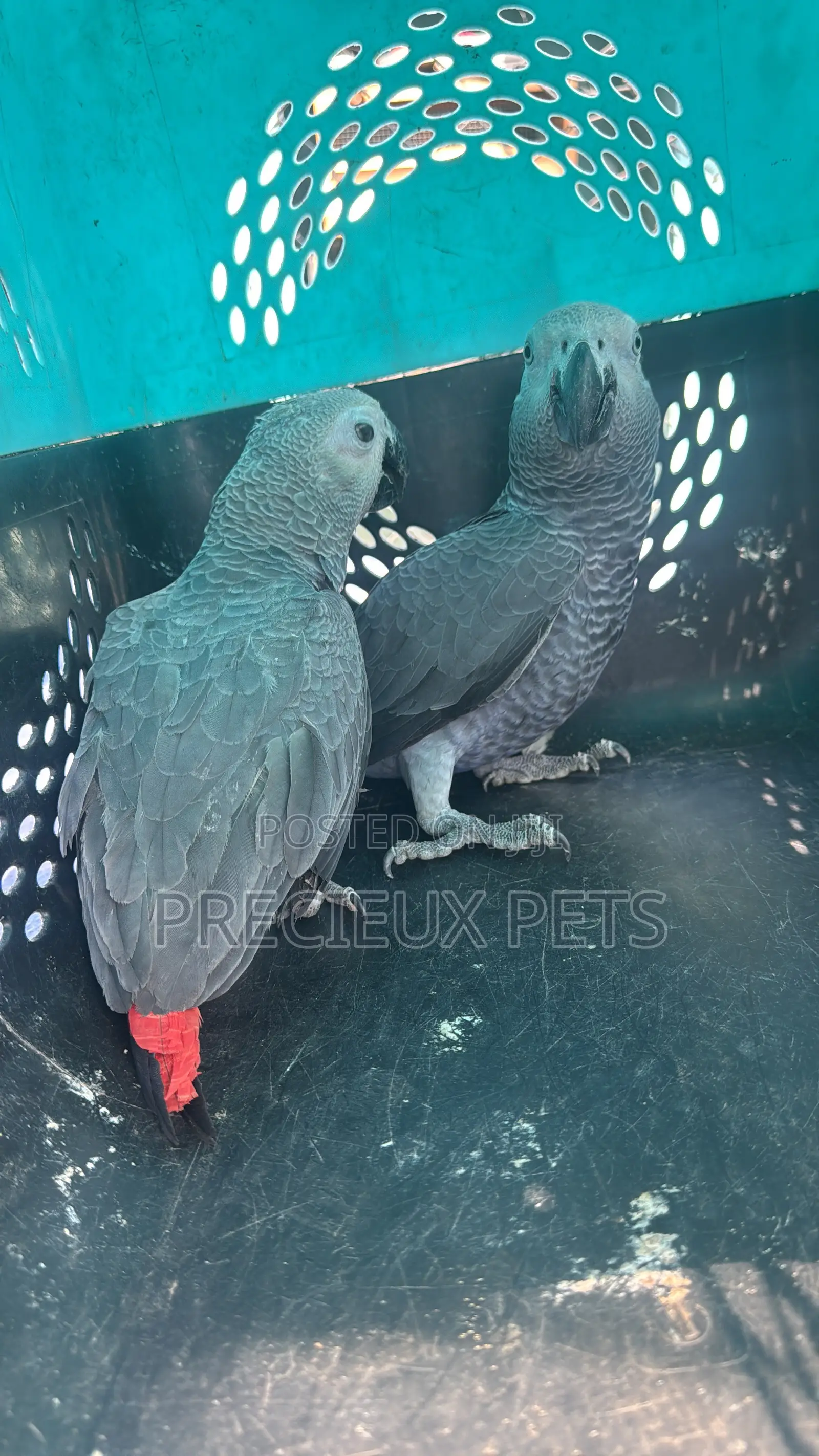 1 Pair of Adult Congo African Bird