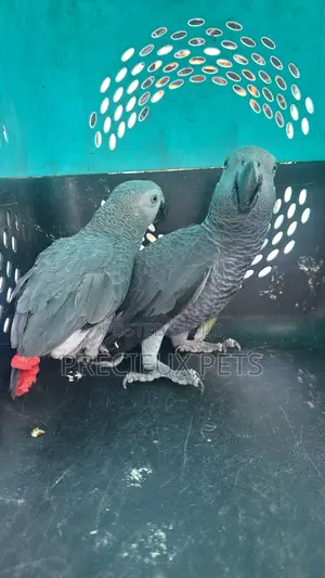 1 Pair of Adult Congo African Bird