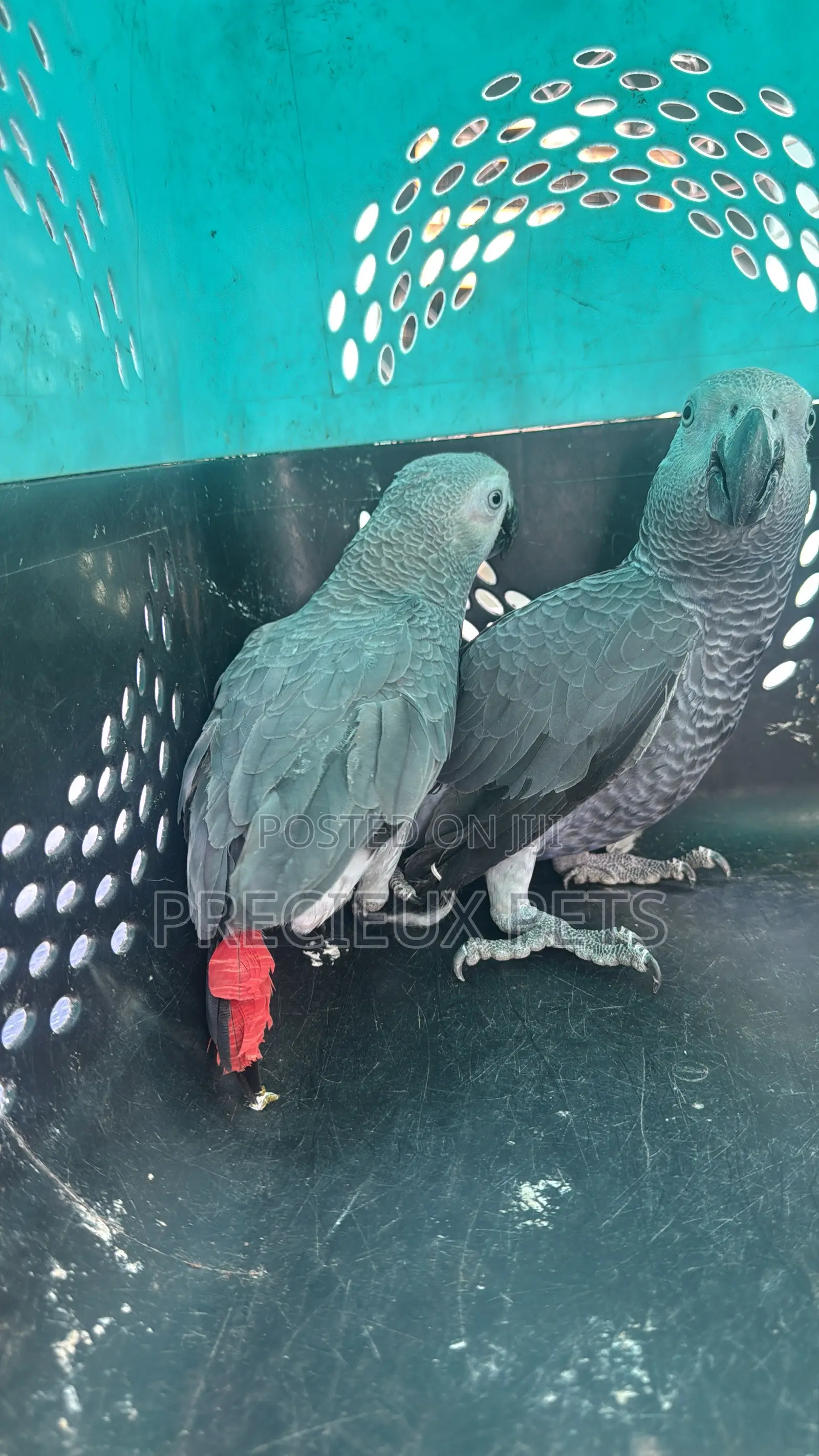 1 Pair of Adult Congo African Bird