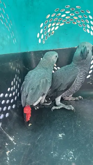 1 Pair of Adult Congo African Bird