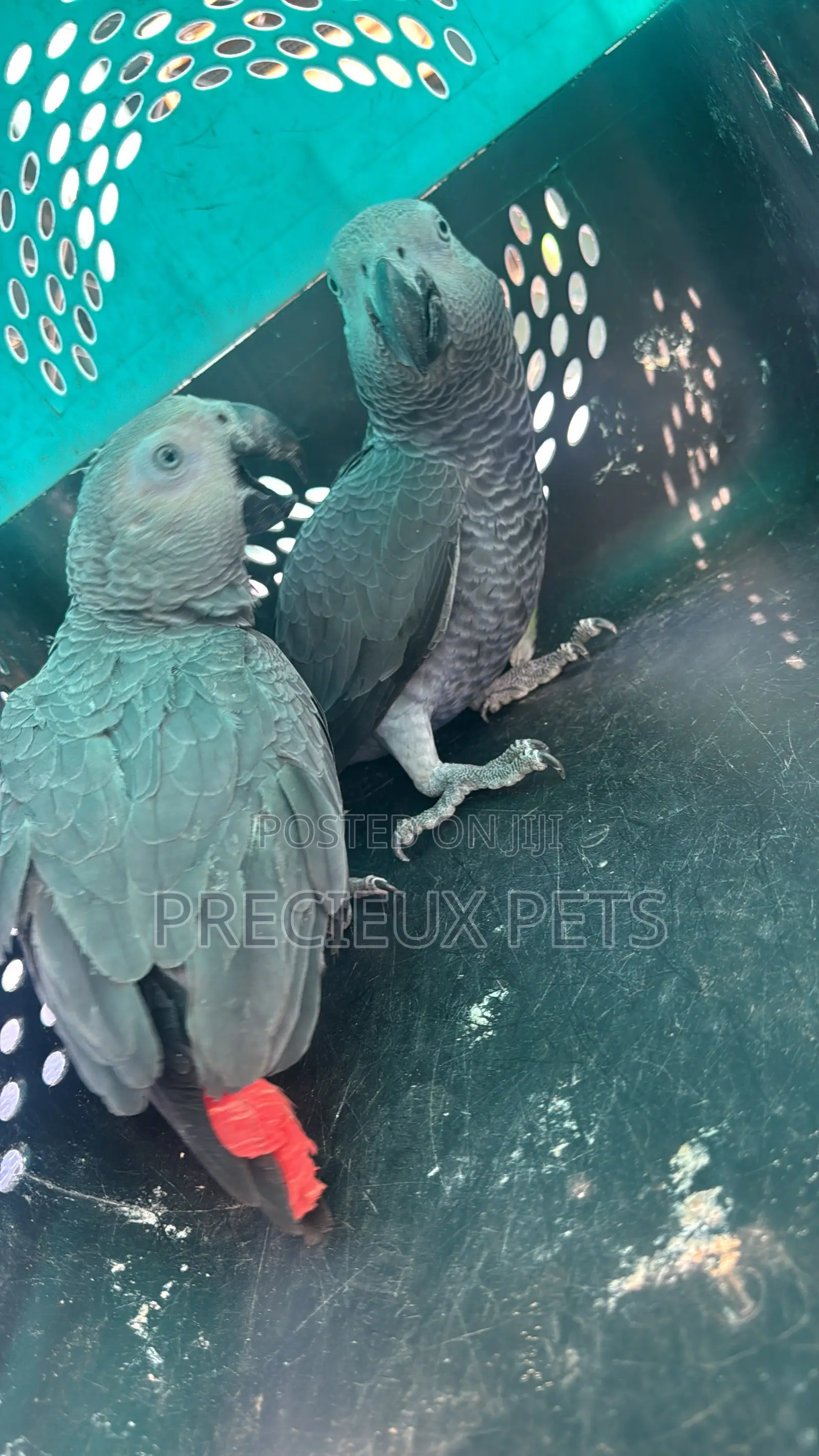 1 Pair of Adult Congo African Bird