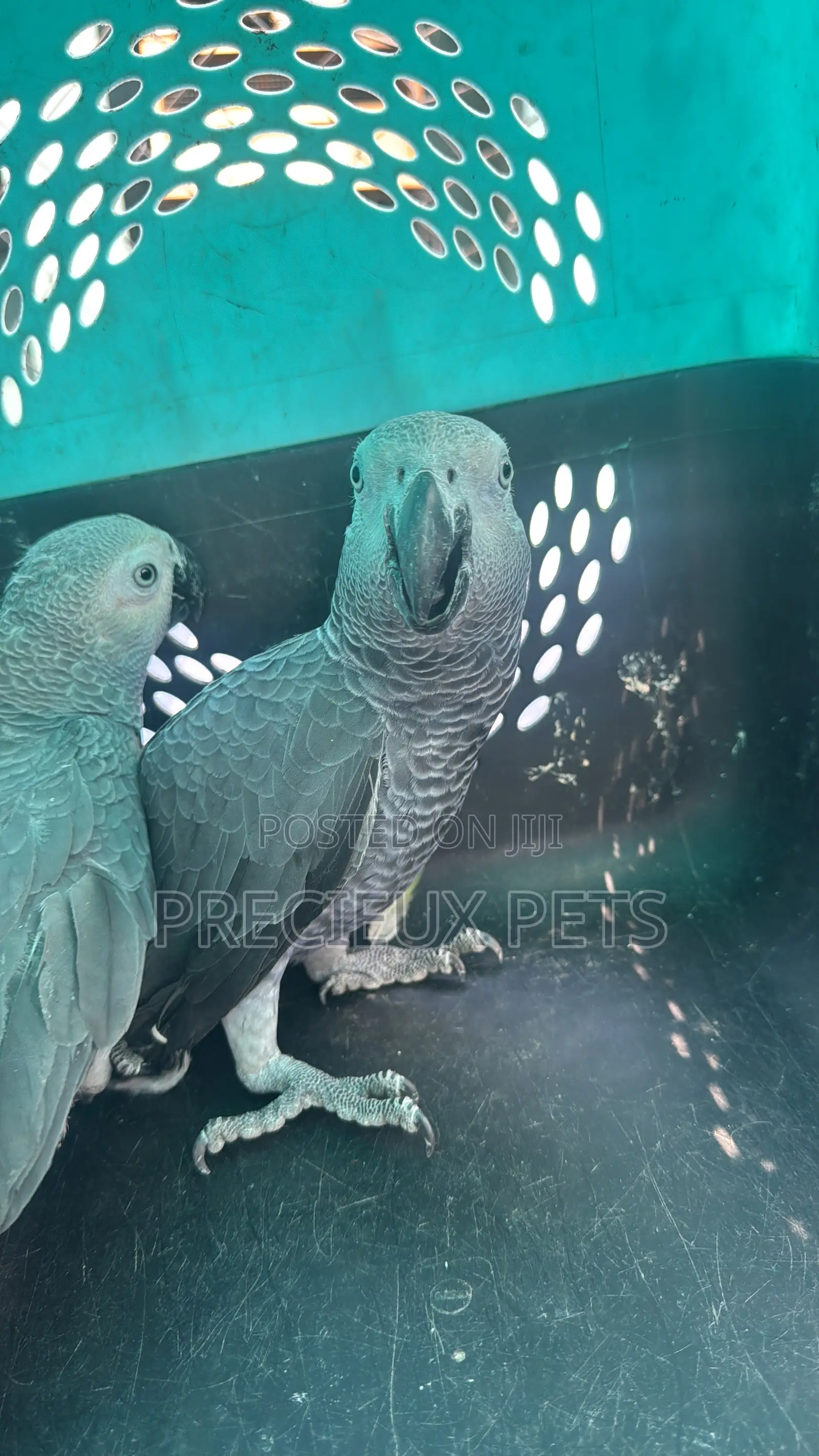 1 Pair of Adult Congo African Bird