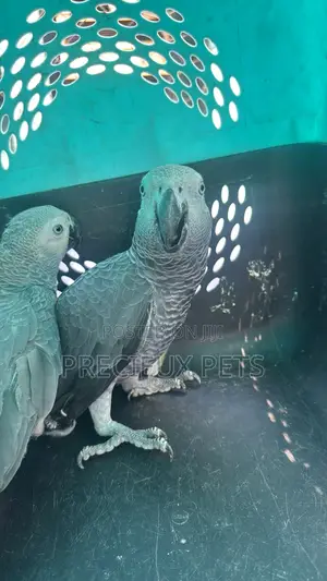 1 Pair of Adult Congo African Bird