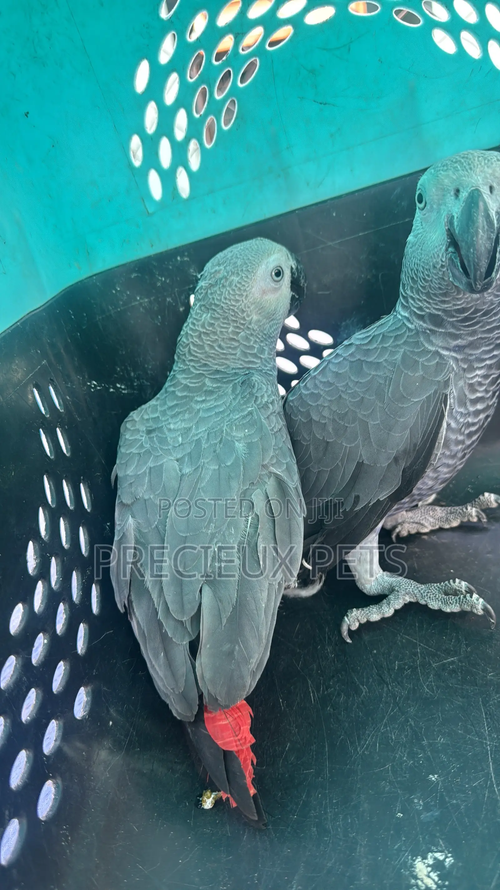 1 Pair of Adult Congo African Bird