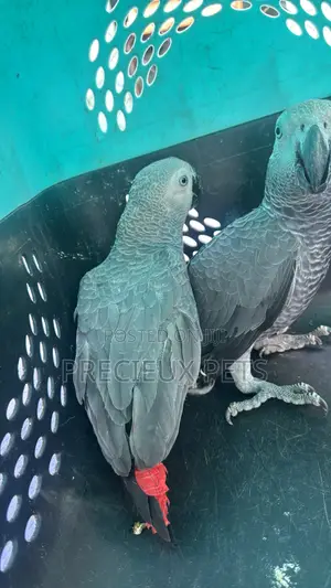1 Pair of Adult Congo African Bird