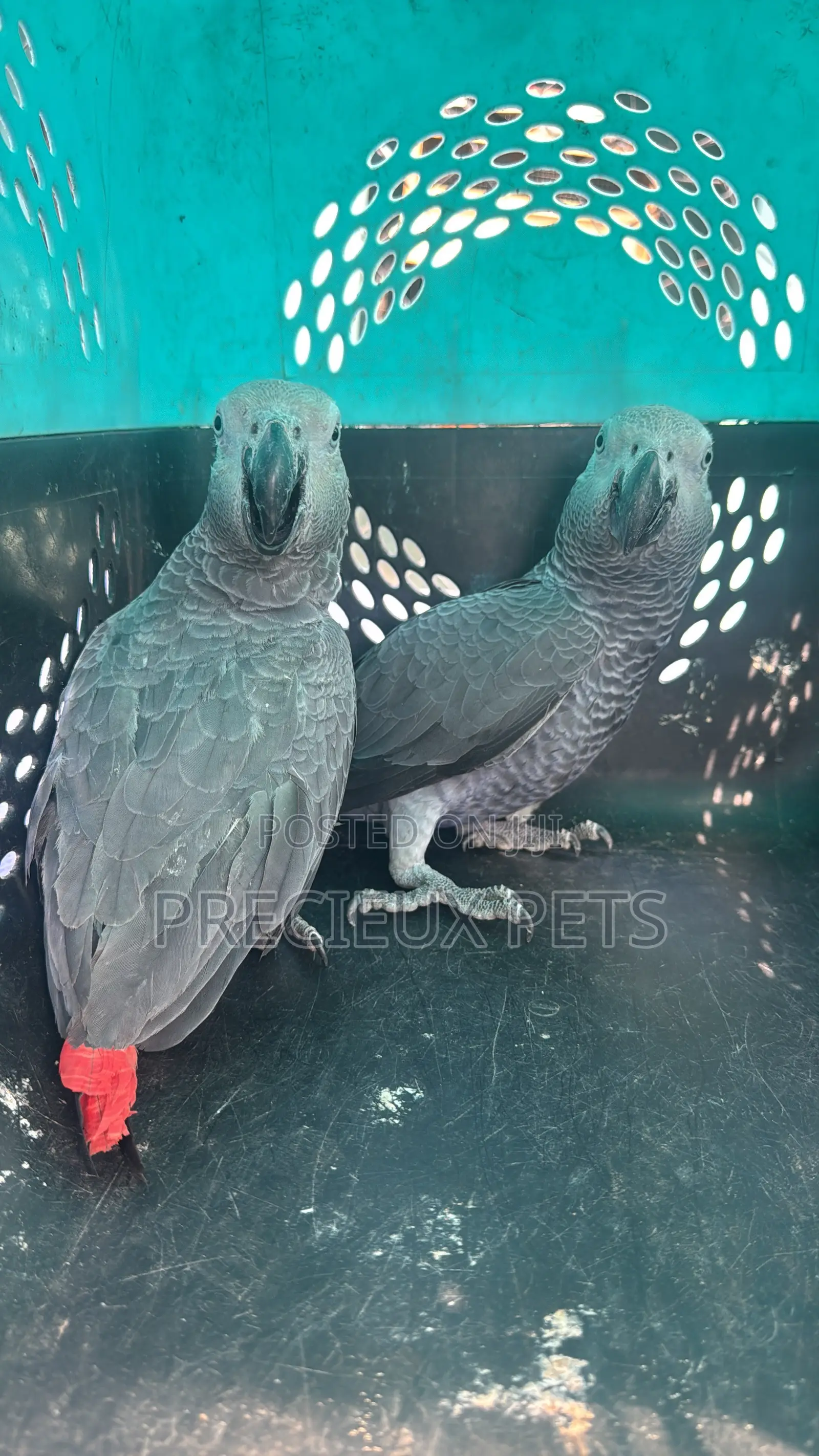 1 Pair of Adult Congo African Bird