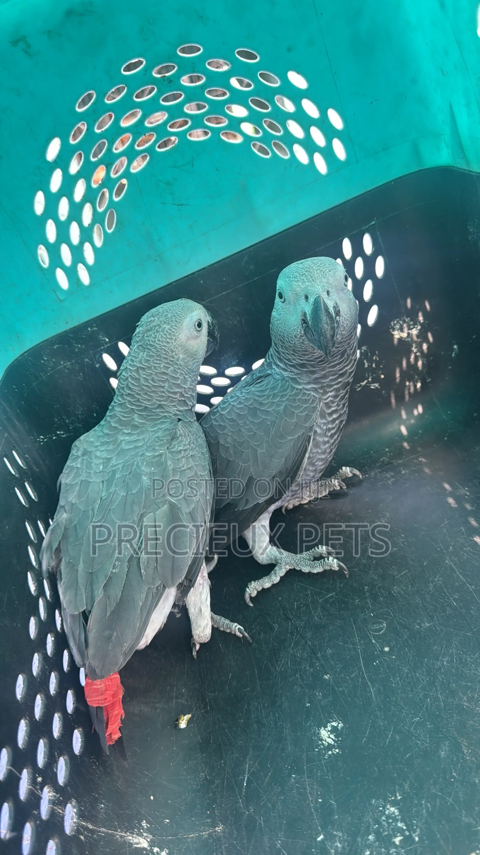 1 Pair of Adult Congo African Bird