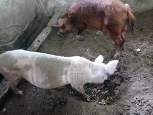 L N I Pig Farming