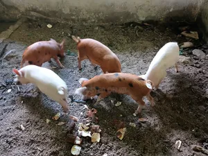L N I Pig Farming