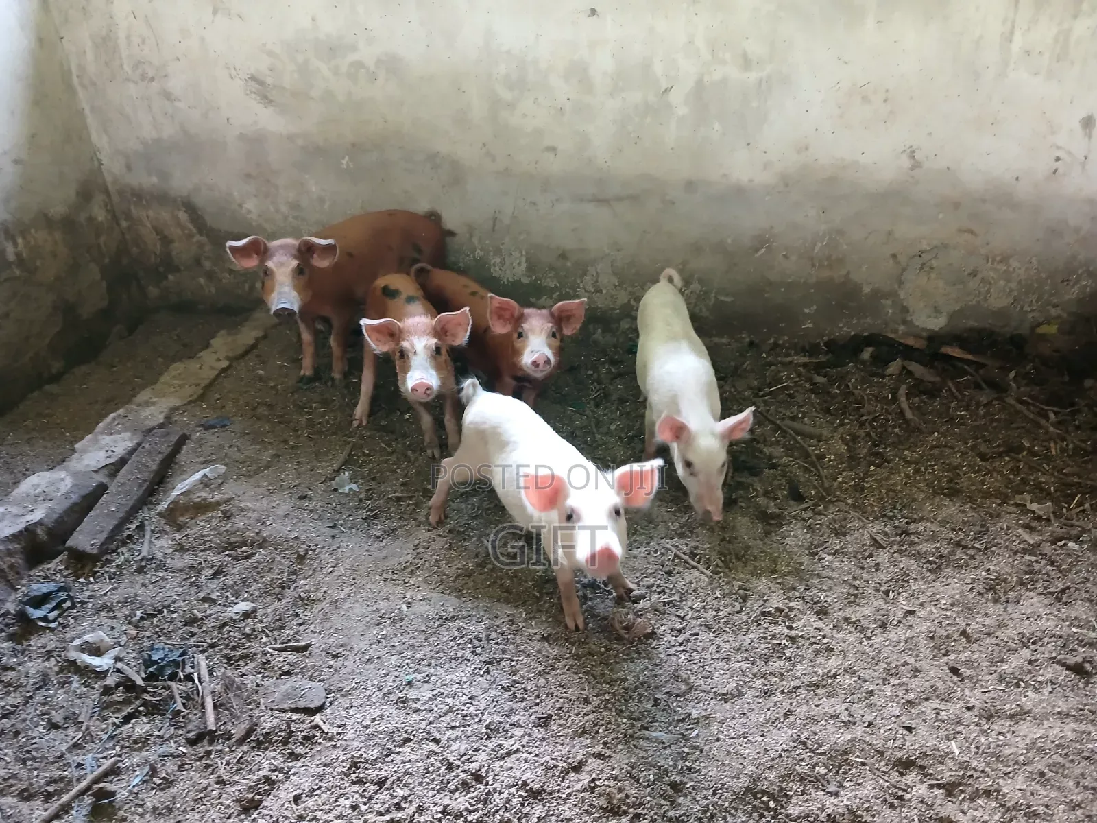L N I Pig Farming
