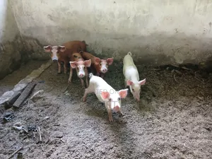 L N I Pig Farming