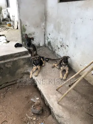 1-3 months Female Purebred German Shepherd