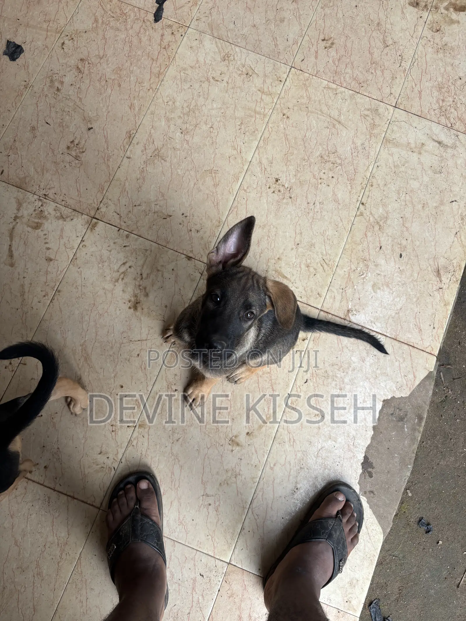 1-3 months Female Purebred German Shepherd