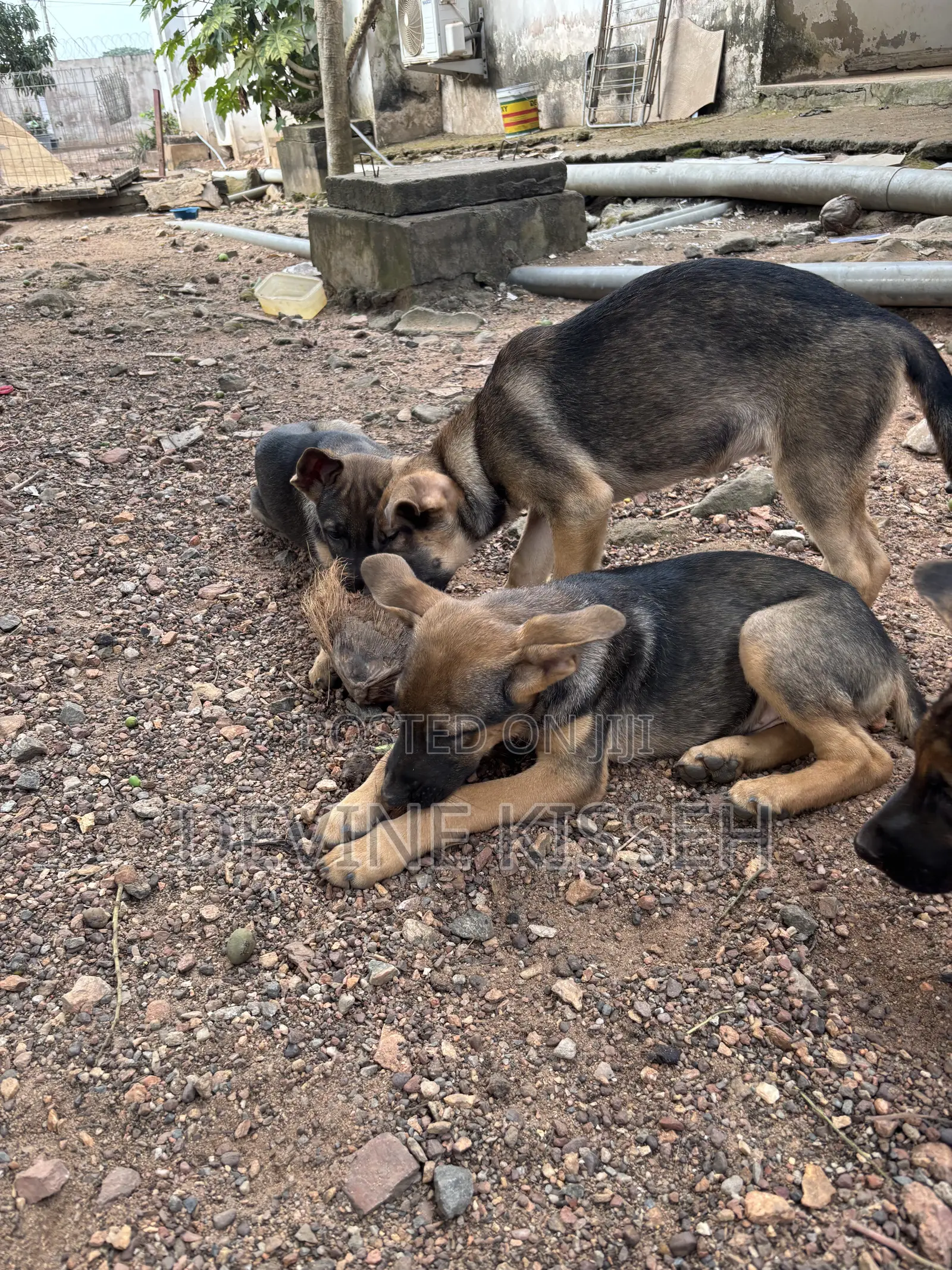 1-3 months Female Purebred German Shepherd