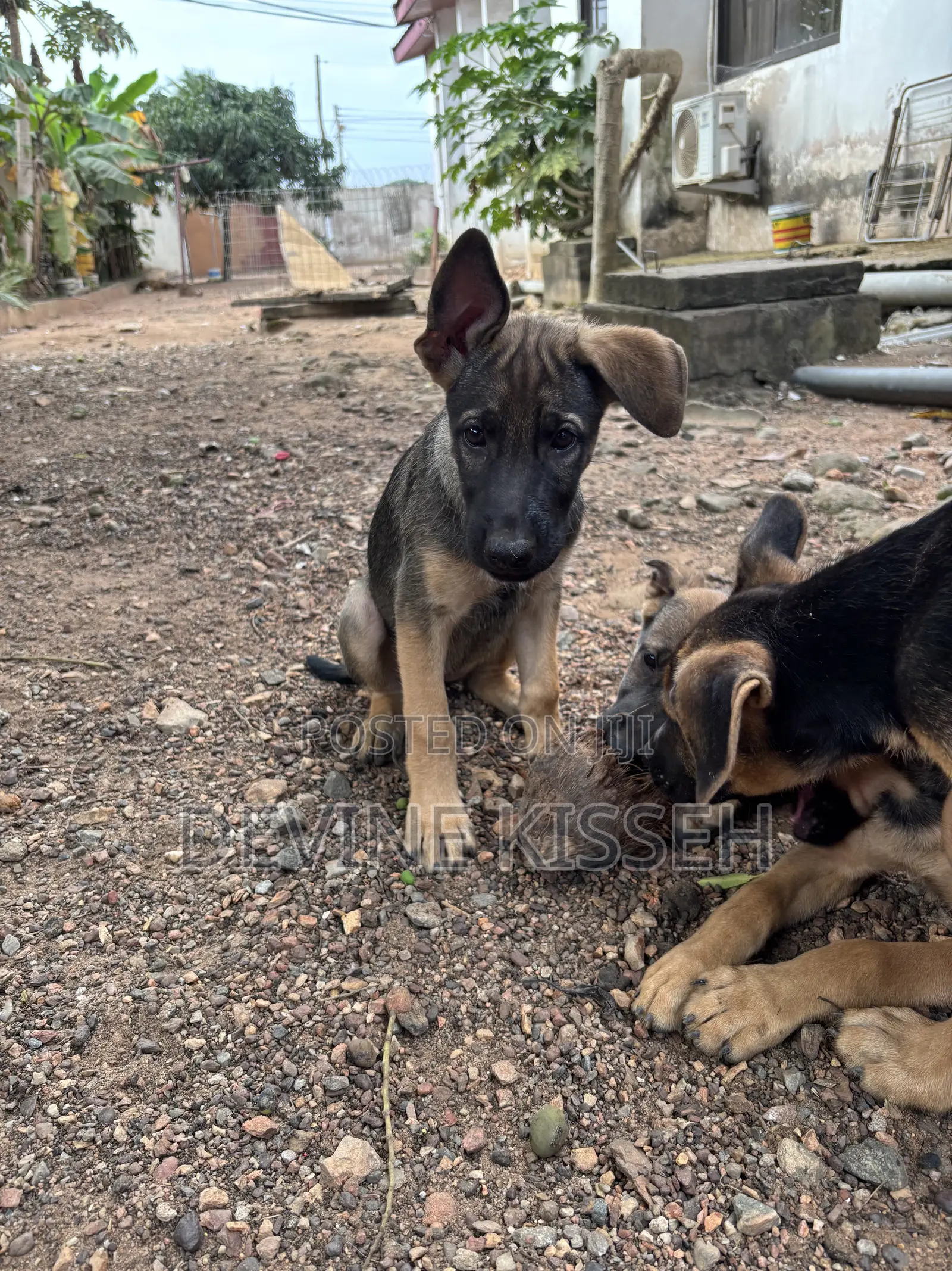 1-3 months Female Purebred German Shepherd