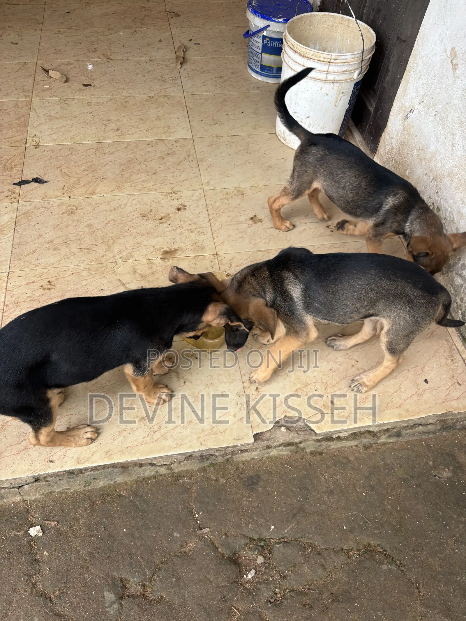 1-3 months Female Purebred German Shepherd