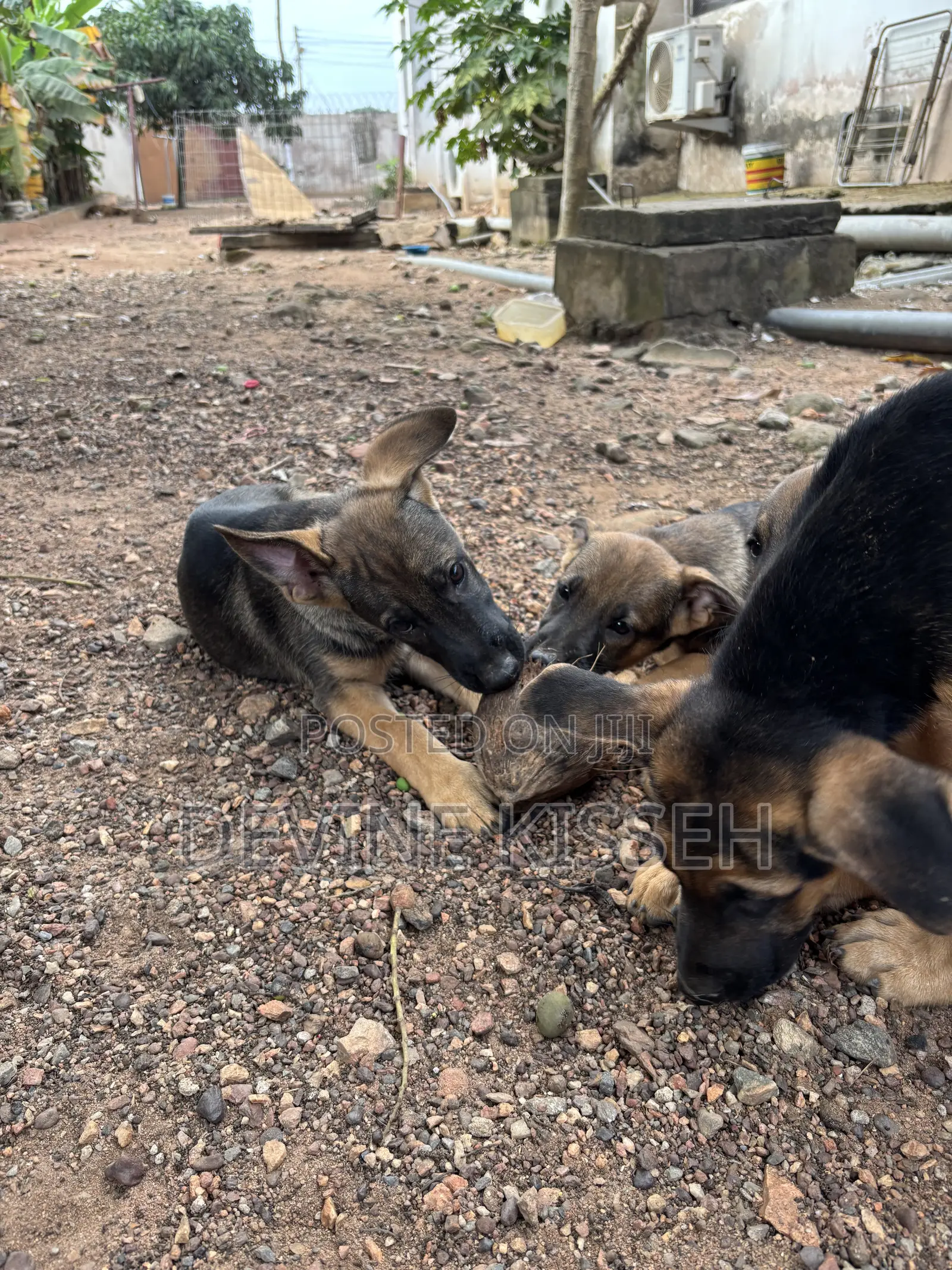 1-3 months Female Purebred German Shepherd
