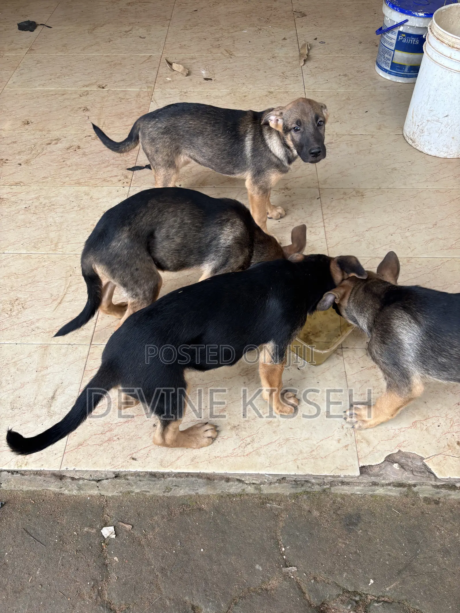 1-3 months Female Purebred German Shepherd