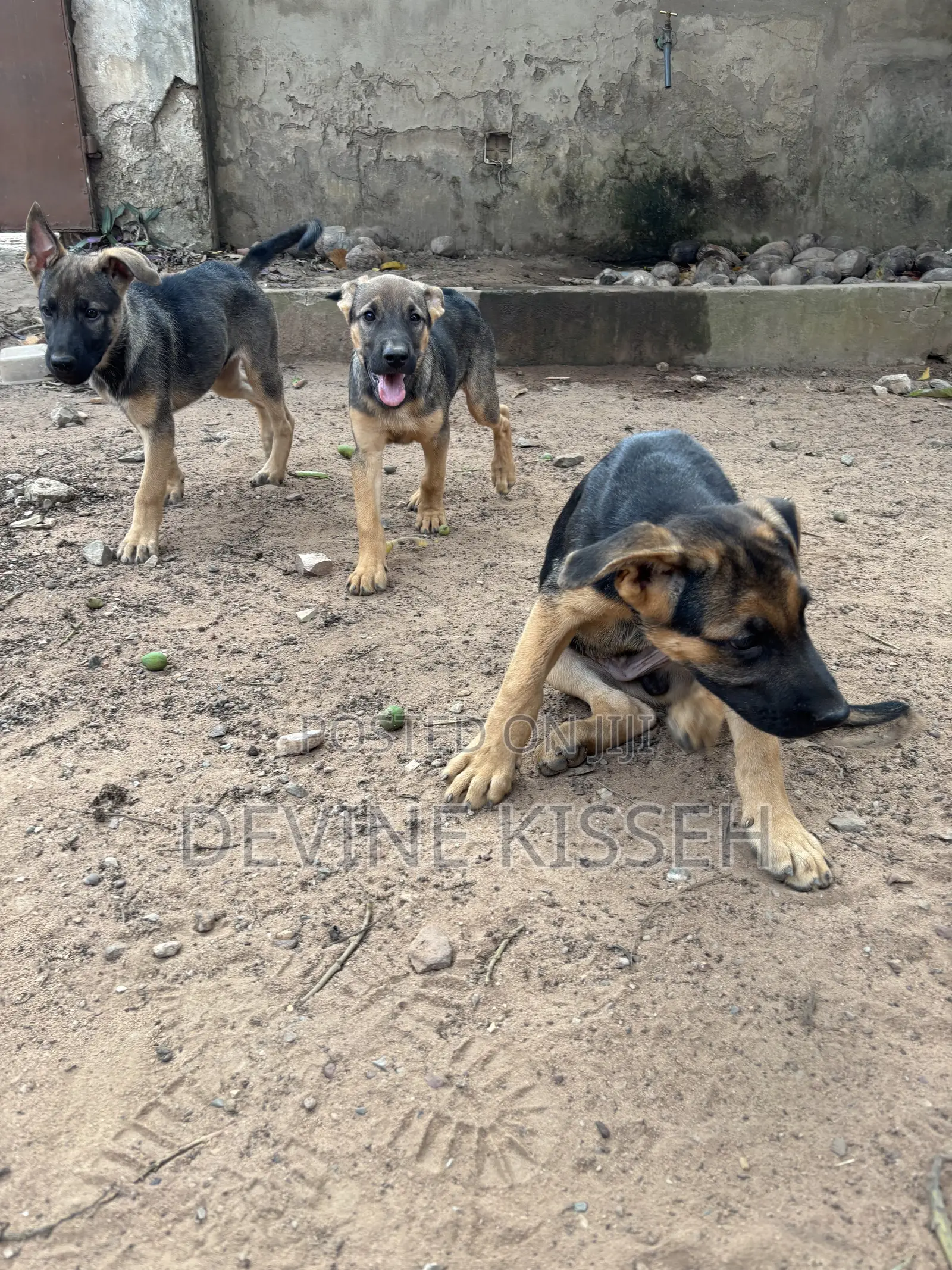1-3 months Female Purebred German Shepherd