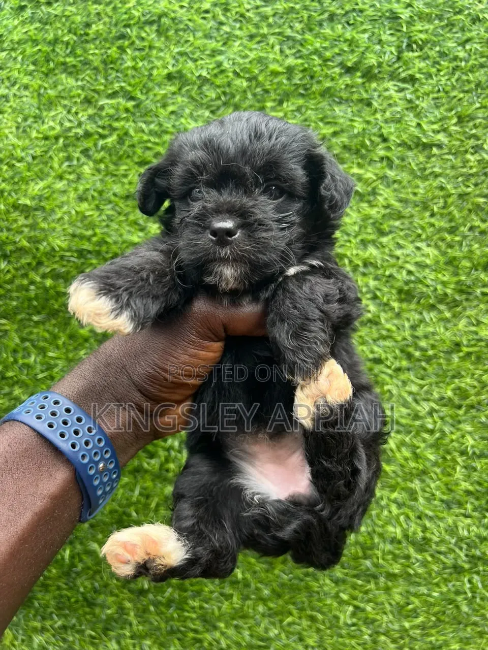 1-3 months Female Purebred Poodle