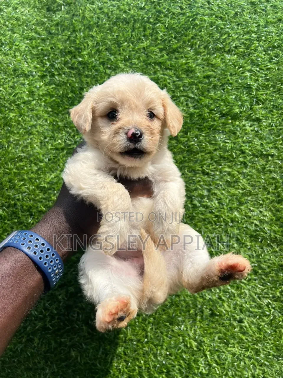 1-3 months Female Purebred Poodle