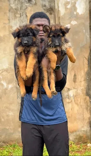 1-3 months Male Purebred German Shepherd