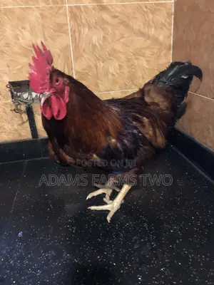 Hy-Line Males for Sell