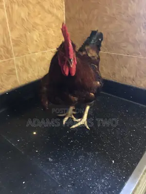 Hy-Line Males for Sell
