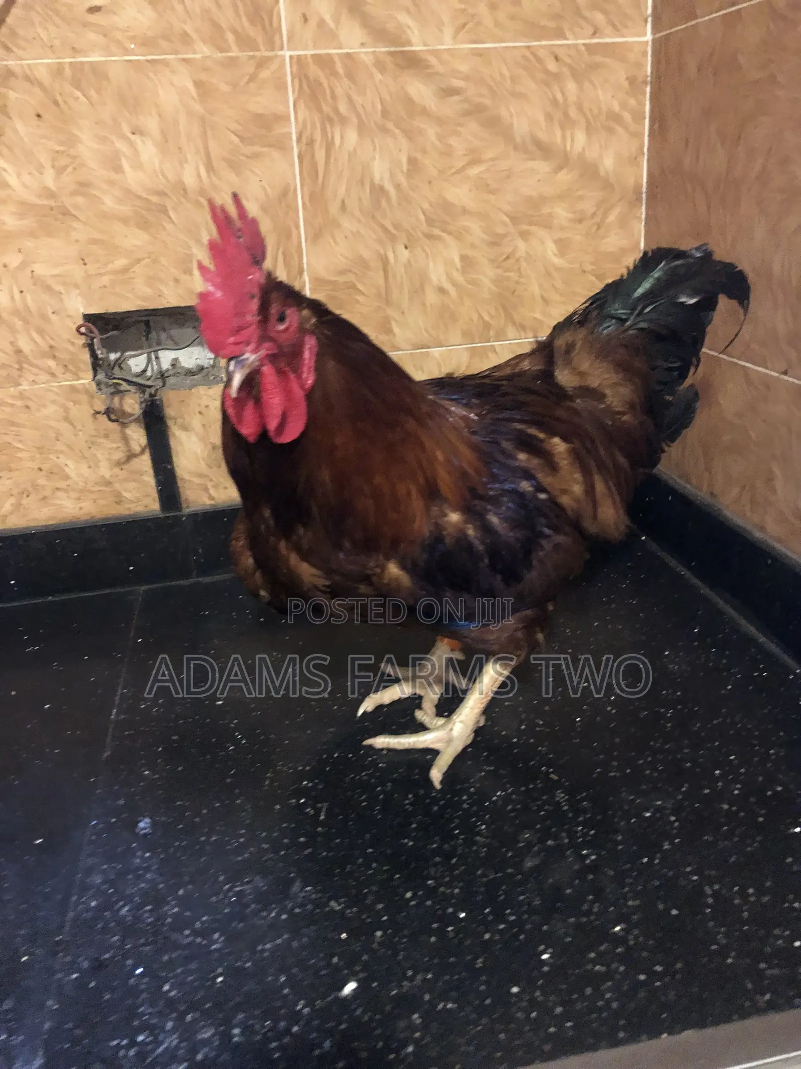 Hy-Line Males for Sell
