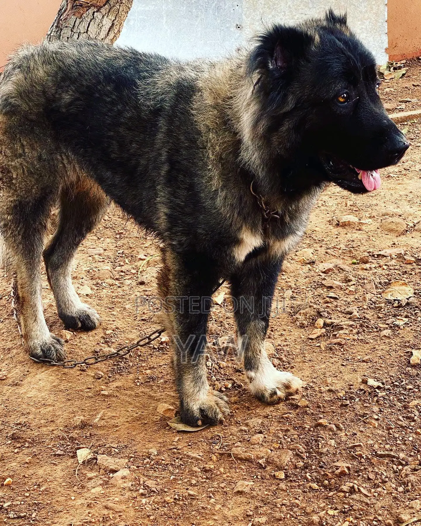 1+ year Male Purebred Caucasian Shepherd