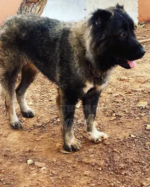 1+ year Male Purebred Caucasian Shepherd