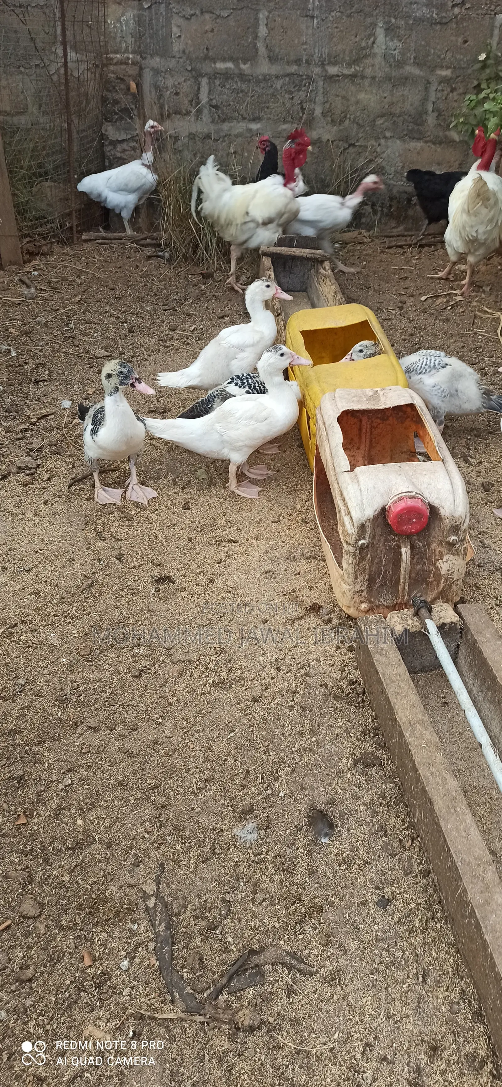 4 Months Duck