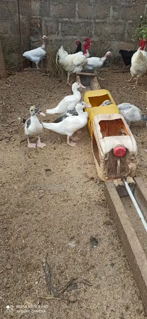 4 Months Duck