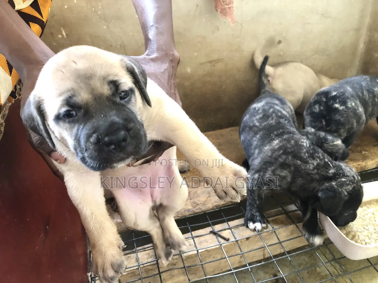 0-1 month Female Purebred Bullmastiff