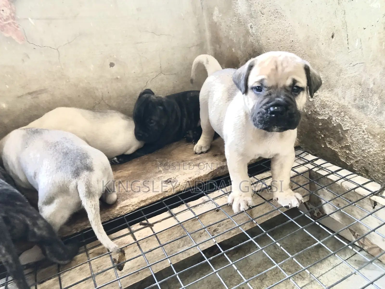 0-1 month Female Purebred Bullmastiff